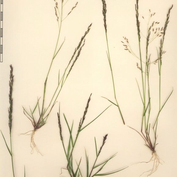 Eragrostis pilosa Muu