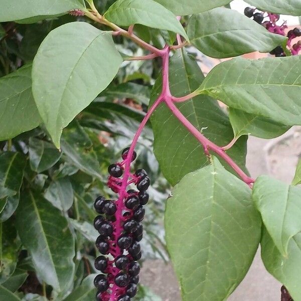 Phytolacca americana ᱥᱟᱠᱟᱢ