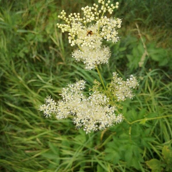 Filipendula ulmaria Цвят