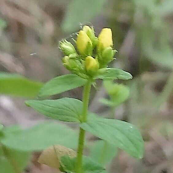 Hypericum tetrapterum Blodyn