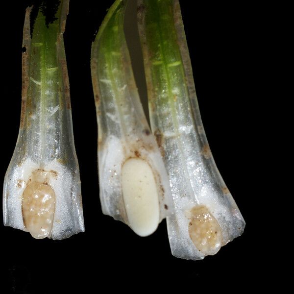 Isoetes histrix Leaf
