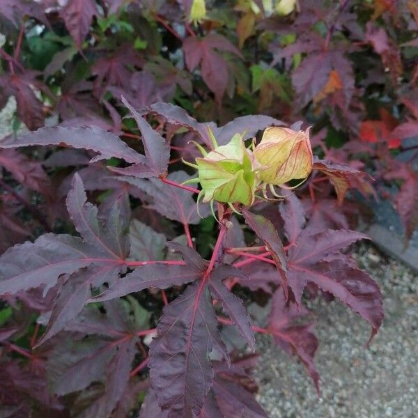 Hibiscus moscheutos Leaf