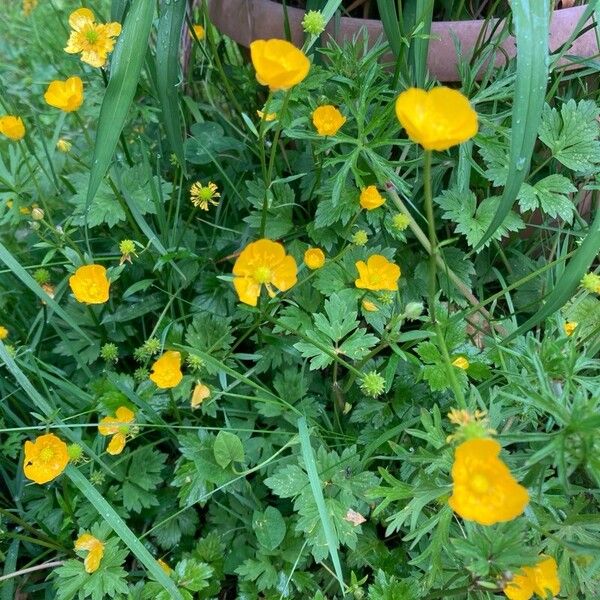 Ranunculus macrophyllus Kwiat