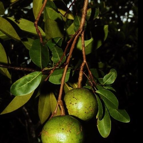 Xylocarpus granatum Frucht