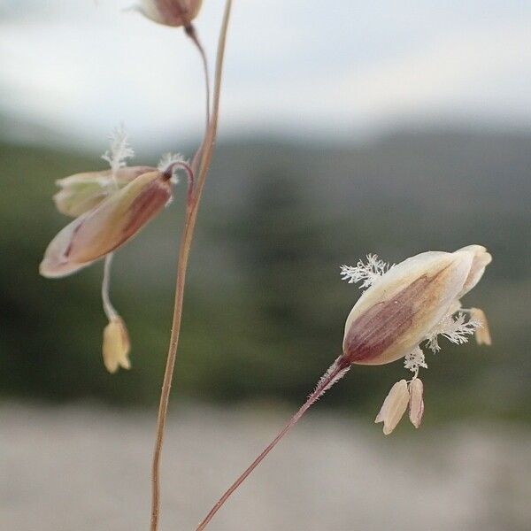 Melica minuta Flower