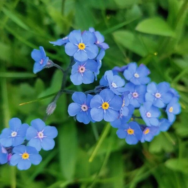 Myosotis alpestris Fleur