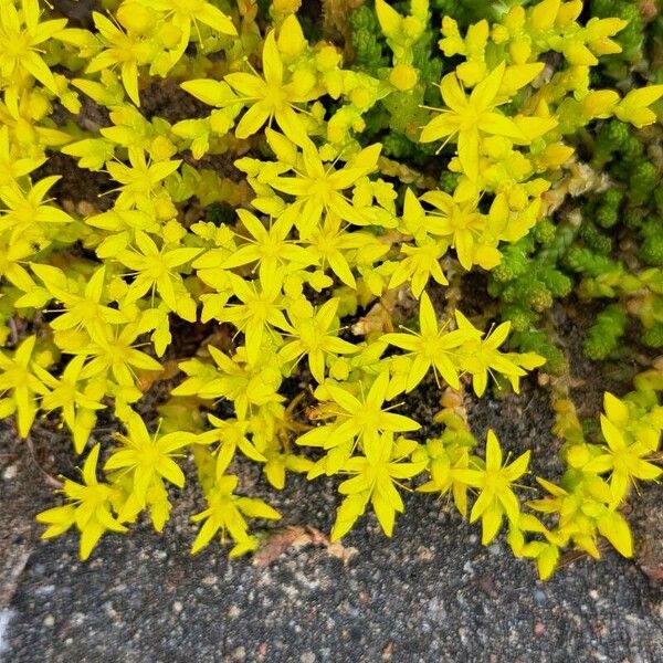 Sedum acre Flower