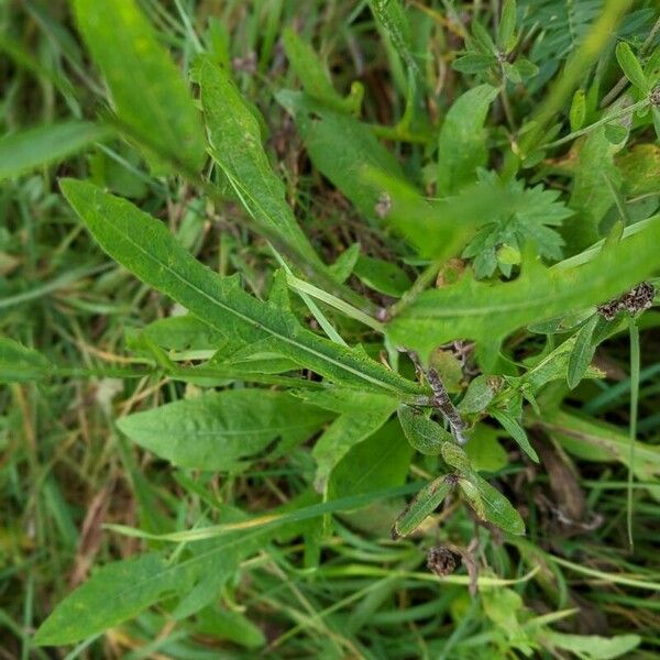 Centaurea jacea Feuille