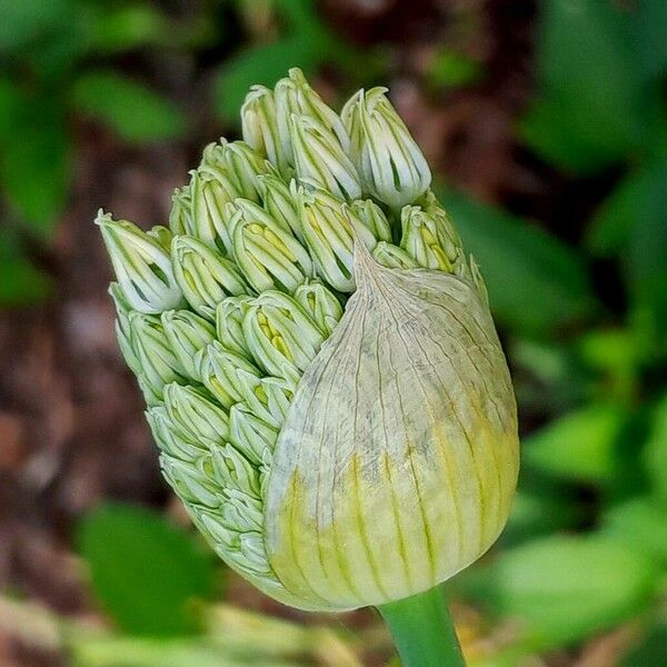 Allium cepa ফুল