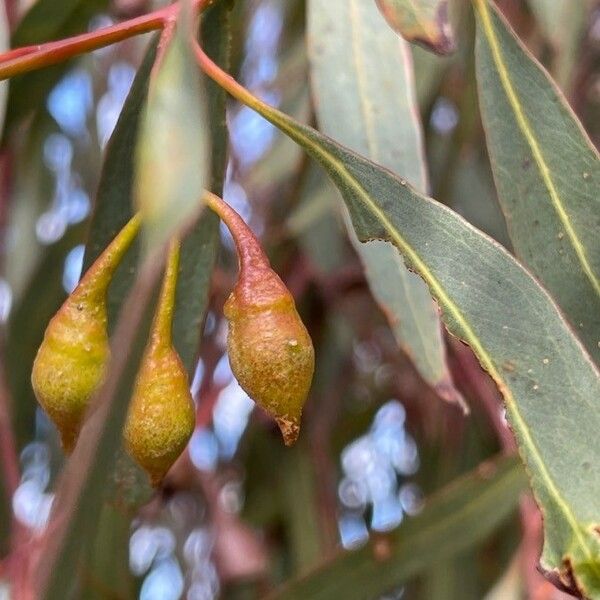 Eucalyptus leucoxylon Plod