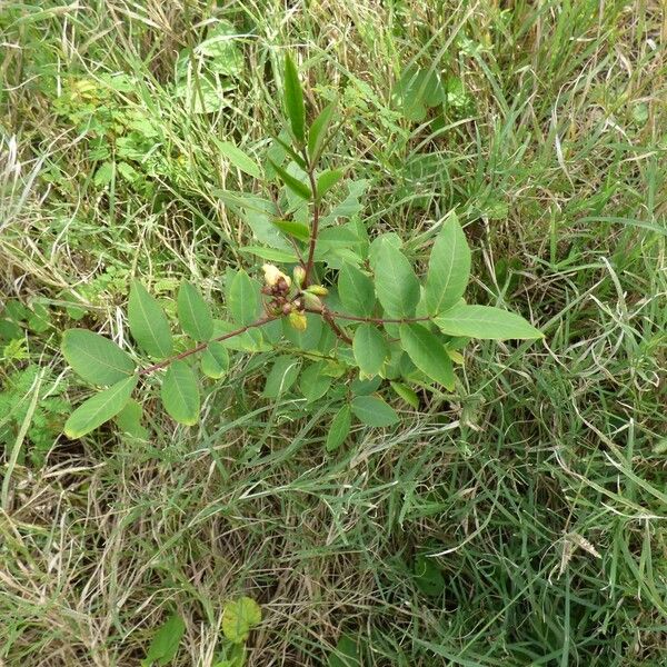 Senna occidentalis Tervik taim