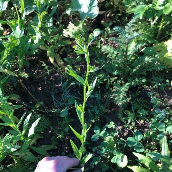 Camelina sativa Blad