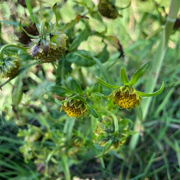 Bidens cernua Flower