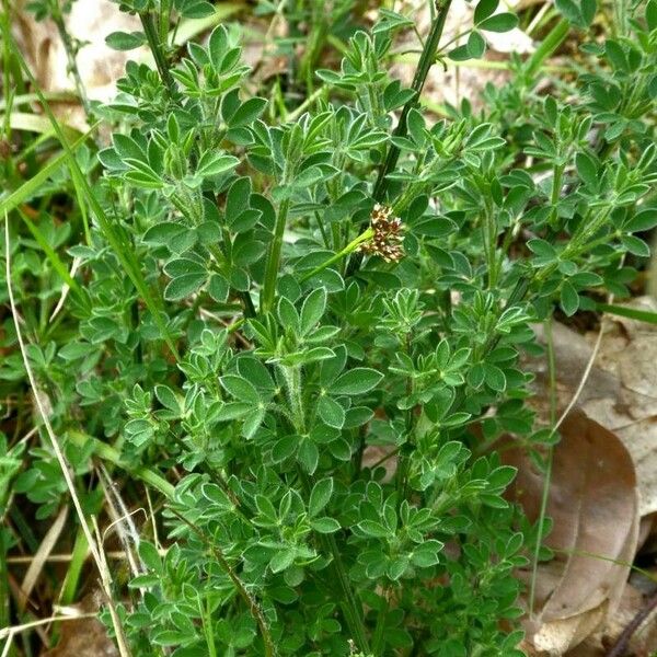 Chamaecytisus hirsutus Leaf