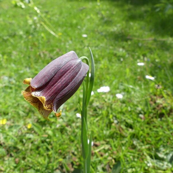 Fritillaria pyrenaica Cvet