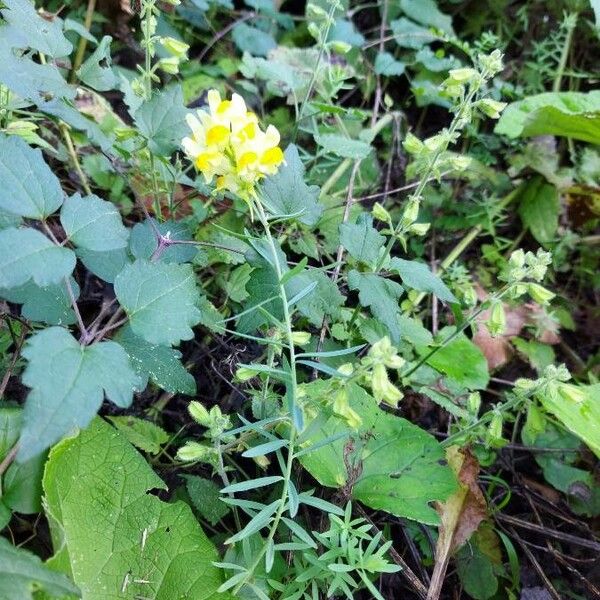 Linaria vulgaris Habitus