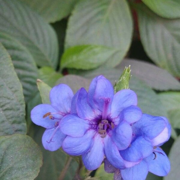 Eranthemum pulchellum Flower