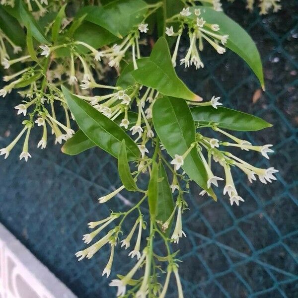 Cestrum nocturnum ഇല