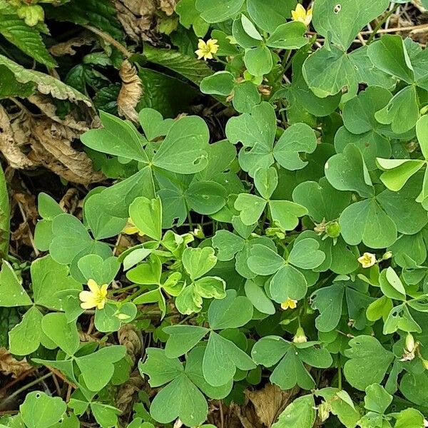 Oxalis stricta Flor