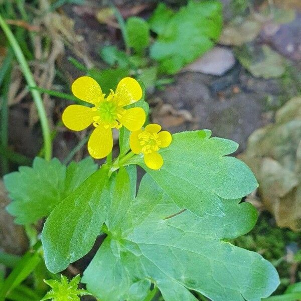 Ranunculus muricatus Blomma