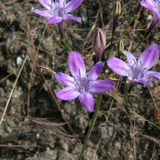 Githopsis pulchella Habit