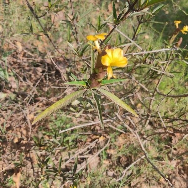 Barleria lupulina Квітка