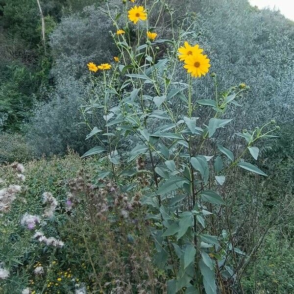 Helianthus tuberosus ᱵᱟᱦᱟ