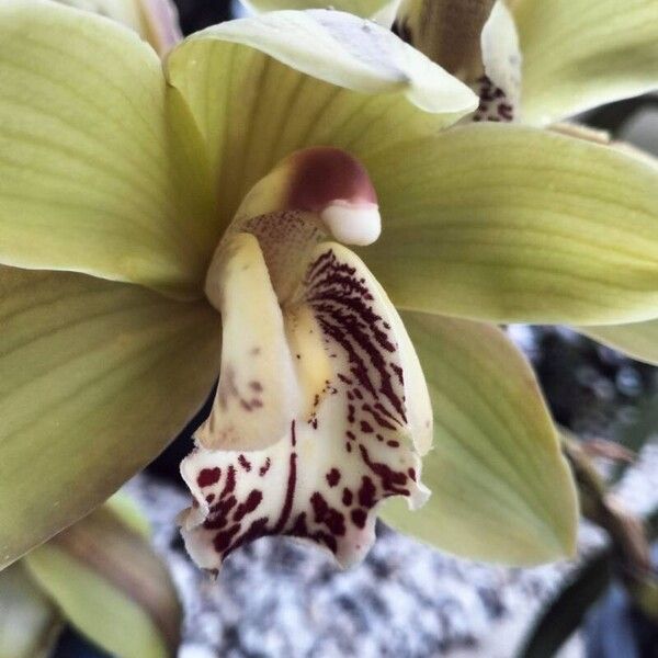 Cymbidium devonianum Kukka