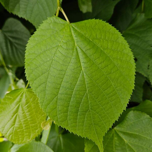 Tilia × europaea ഇല