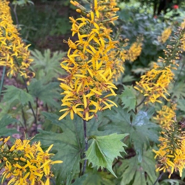 Ligularia wilsoniana ᱵᱟᱦᱟ