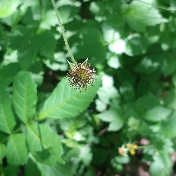 Geum laciniatum Цвят