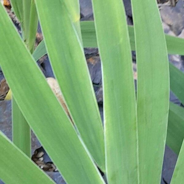 Iris domestica ᱥᱟᱠᱟᱢ