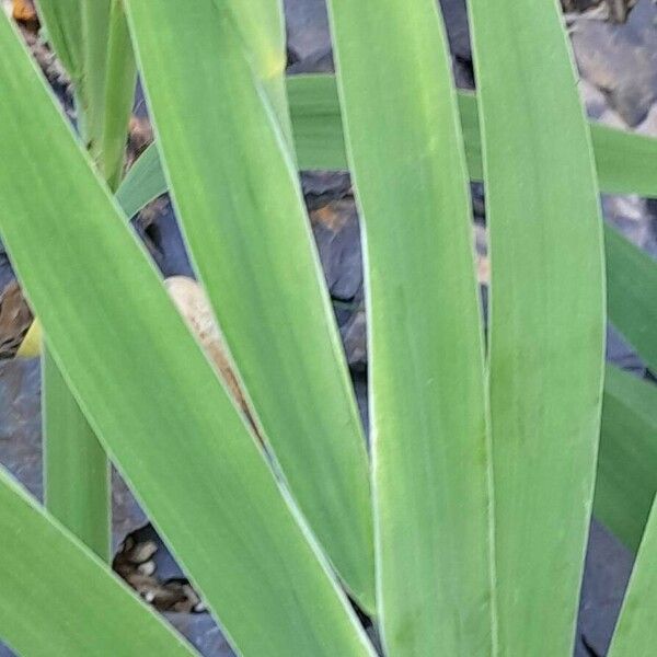 Iris domestica Листок