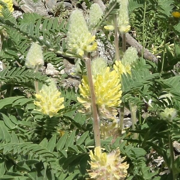 Astragalus alopecurus Blüte