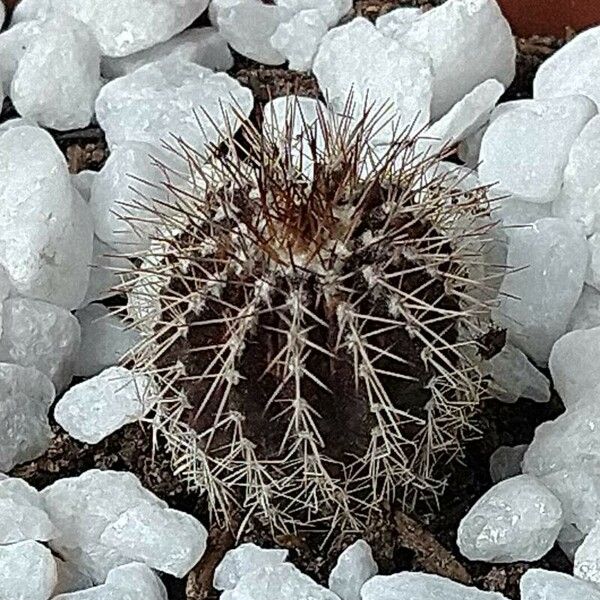 Echinocereus viridiflorus Blad