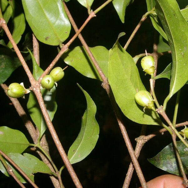 Cassipourea elliptica Plod