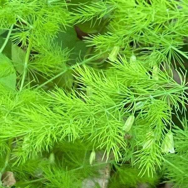 Asparagus tenuifolius Leaf