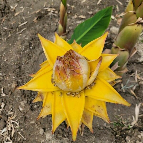 Musella lasiocarpa Квітка