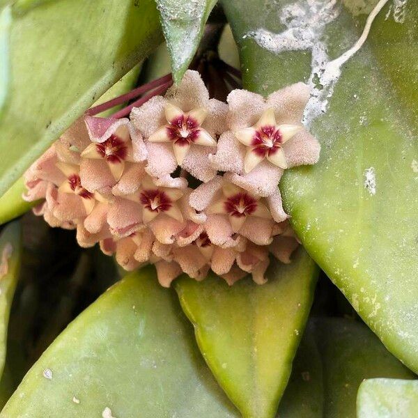 Hoya carnosa Blodyn