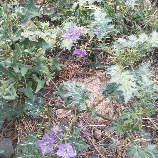 Solanum virginianum Blatt