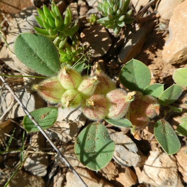 Tripodion tetraphyllum 形態