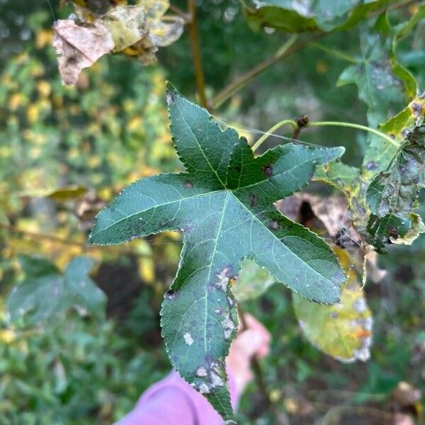 Liquidambar styraciflua برگ