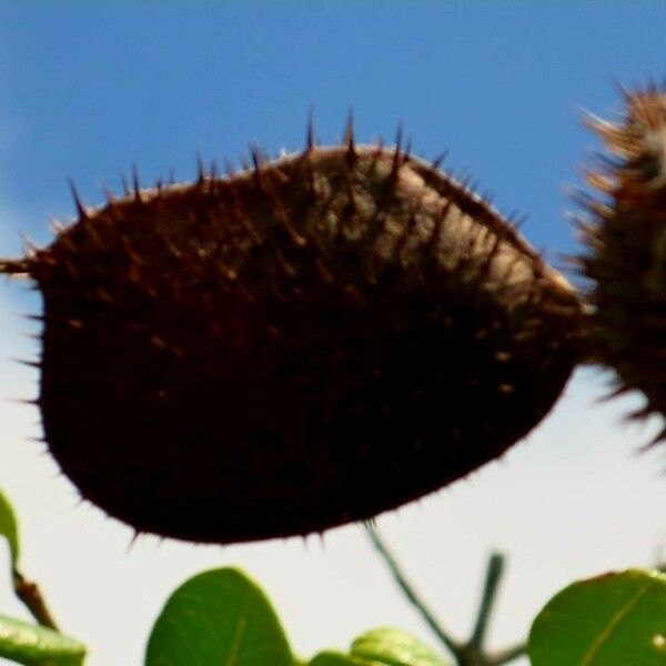 Guilandina bonduc Fruit