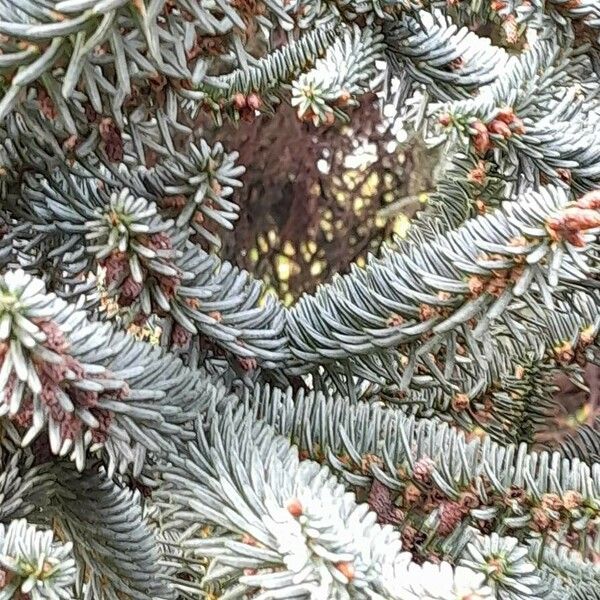 Abies pinsapo Folla