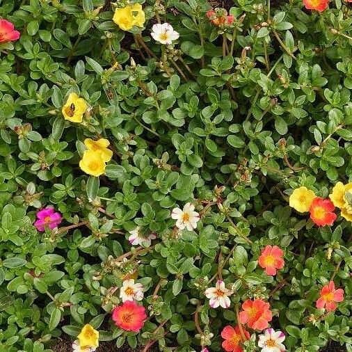 Portulaca grandiflora Muu