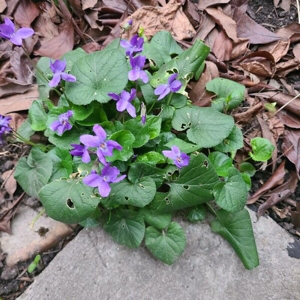 Viola odorata Flower