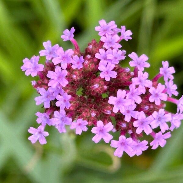 Verbena bonariensis Blodyn