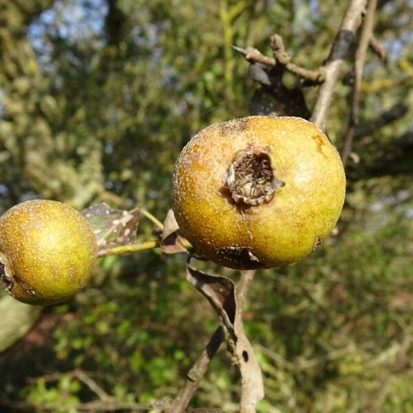 Pyrus spinosa Ovoce