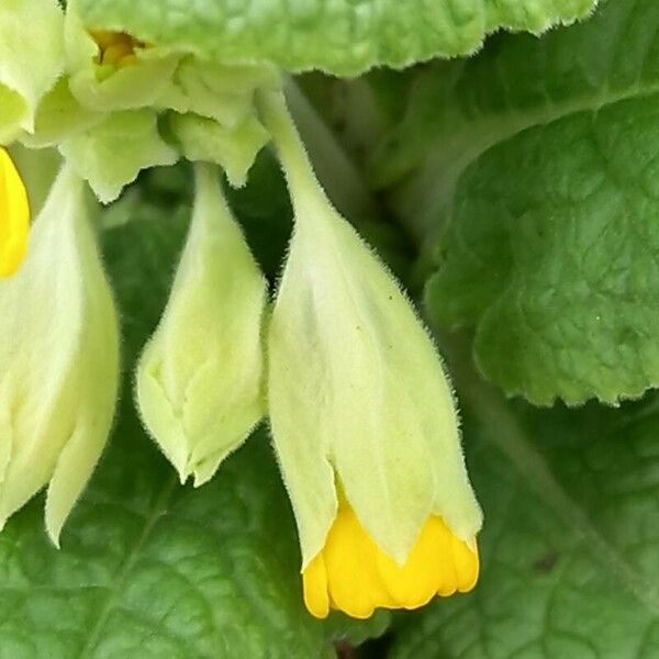 Primula veris Blomst