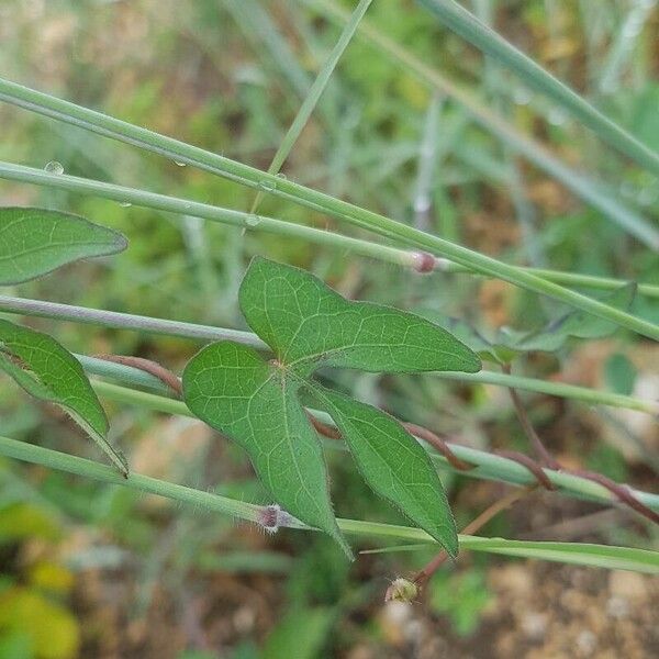 Ipomoea triloba Φύλλο